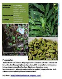Pokok tepus (amomum krervanh) / amomum lappaceum). Pokok Buah Pelaga Rizom Shopee Malaysia