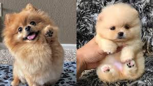 Favorite this post jun 30 aussiedor puppies. Top 12 Cutest Pomeranian Mix Dog Breeds Puppies Club
