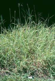 Image result for Bothriochloa