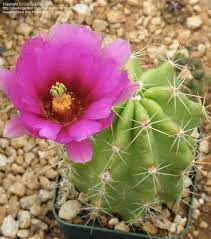 Echinocereus stramineus is a clumping cactus, forming large, compact colonies with 100 or more stems (occasionally up to 500 heads). Plantfiles Pictures Alicoche Banana Cactus Cob Cactus Green Strawberry Hedgehog Pitaya Prostrate Hedgehog Echinocereus Enneacanthus Subsp Brevispinus By Cactusjordi