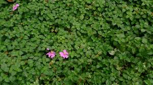 Image result for Heterotis rotundifolia