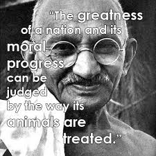 Famous Animal Rights Quotes Peta2 Animal Rights Quotes Animal Quotes Animal Rights