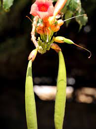 Seeds can bee sown into the garden in early spring or they can be started indoors. Harvesting Seeds Of Trumpet Vines How To Plant Trumpet Vine Seeds