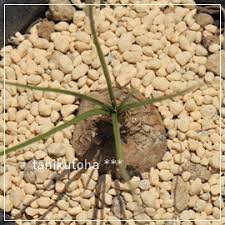 Image result for Litanthus pusillus