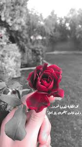 وردة حمراء Islam Facts Rose Flowers