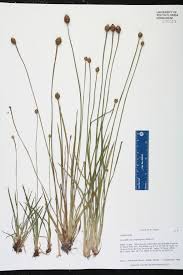 Image result for Xyris dissimilis