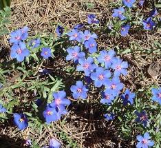 Image result for Anagallis barbata