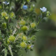 Image result for Blumea squarrosa