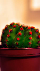 Discover (and save!) your own pins on pinterest Cactus Wallpaper Iphone 5 640x1136 Wallpaper Teahub Io