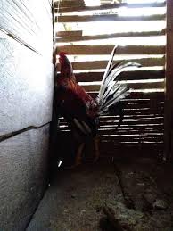 Menurut perkiraan, ada sekitar 24 miliar ayam di seluruh dunia. Ayam Ninja Home Facebook