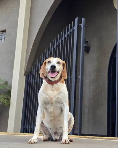 A stray dog in Brazil became part of a church community after wandering in  looking for food and shelter. Johnny arrived at the Chapel of Santa Ana and San  Joaquin in Barretos,