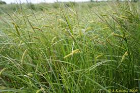 Image result for Carex mildbraediana