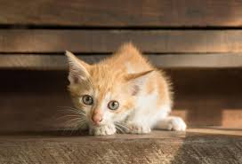 Like all newborns, it takes a bit of time for a kitten's eating and. 6 Reasons Your Kitten Is Crying Petmd