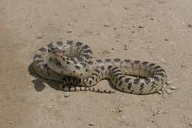 My first and second ever gopher snakes, caught one day apart. Pituophis Catenifer Wikiwand