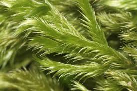 Image result for Monothecium