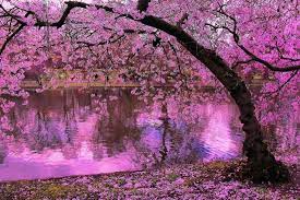 Sakura tree background premium vector a week ago. Hd Wallpaper Background Id 686362 Sakura Tree Wallpaper Magical Tree Sakura Wallpapers