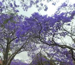 We did not find results for: Summer S Splendid Purple Patch In Full Bloom The Land Nsw