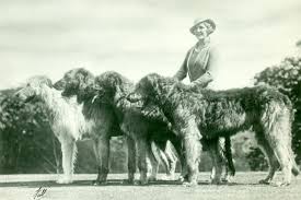 Irish Wolfhound History Behind The Ancient Breed Of Ireland