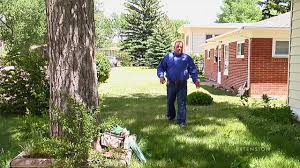 Download in under 30 seconds. Tree Suckers And Roots In The Lawn From The Ground Up Youtube