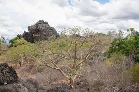 Image result for Gyrocarpus