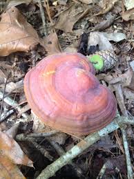 Image result for Ganoderma curtisii