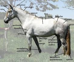 Image en coulere cheval au pat a imprimer gratuit. Cheval A Imprimer En Couleur Pasteurinstituteindia Com