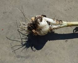 Check spelling or type a new query. What Is Elephant Garlic Learn About Elephant Garlic Planting And Care