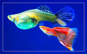 15 Best Guppy Tank Mates Full List Of Animals Compatible With Guppies