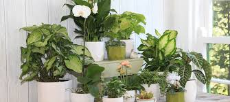 Check spelling or type a new query. Growing Plants Trees For New Zealanders Rainbow Park Nurseries
