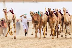 Once just a domesticated working animal, camels in recent time the races will be held at the humongous al marmoom camel racetrack on the outskirts of dubai between october 2013 and please send me the dates of camel racing in february 2019. Camel Racing Festival In Kuwait