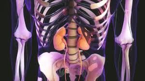 Kidney Infection Kidney And Urinary Tract Disorders Merck Manuals Consumer Version