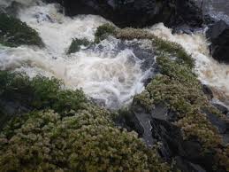 Image result for Inversodicraea