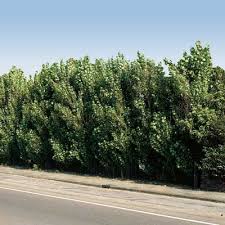 These plants will adapt well to a wide range of. Hybrid Willow Direct Gardening
