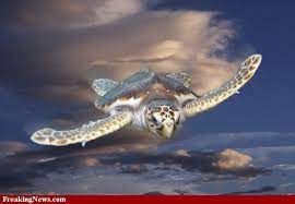 Flying Turtle Monster Pictures Turtle Monster
