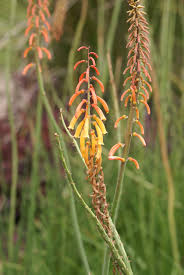 Image result for Kniphofia thomsonii