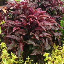 Image result for Ardisia