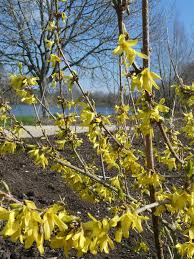 Image result for Faurea intermedia