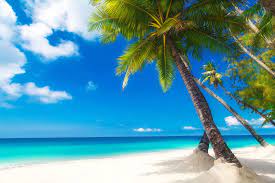 Every season is beautiful in its own way. Summer Season Allergies In Dogs Symptoms Causes Diagnosis Treatment Recovery Management Cost