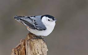 Maybe you would like to learn more about one of these? White Breasted Nuthatch Audubon Field Guide