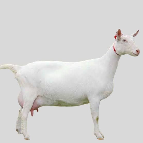 Saanen Goats – Farming in Africa