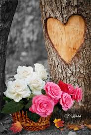 باقة أزهار جميلة رائعة الألوان. Pin By Paula On Everything From S Budak Beautiful Flowers Hearts And Roses Flower Heart