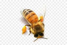 Bee Png Clipart Honey Bee Png Transparent Png 1228807 Pikpng Honey bee, bee, insects, happy birthday vector images, bee vector png. bee png clipart honey bee png
