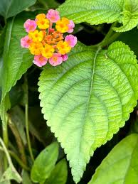 Image result for Lantana rugosa