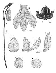 Image result for Habenaria macrura