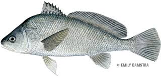 Baits and lures include shrimp, clams, crabs, squid, cut fish. Freshwater Drum Are Fun To Catch But Can You Eat Them Michigan Sea Grant
