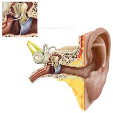 Ent Illustrations Ear Nose Throat Anatomy Medical