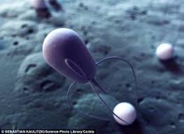 Image result for nanobot