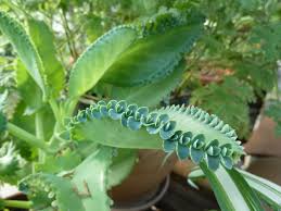 Mother Of Thousands Kalanchoe Daigremontiana Crassulaeae Plants Mother Of Thousands Plant Partial Shade Plants