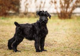 Arnold sports a bright personality and carries a beautiful. Giant Schnauzer Puppies For Sale Akc Puppyfinder
