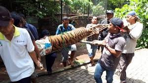 Kebun binatang semarang atau lebih dikenal dengan nama bonbin semarang pertama berada di tempat yang sekarang menjadi kawasan taman budaya raden saleh dan pada tanggal 28 februari 2007 bonbin semarang pindah lagi menempati areal baru di daerah mangkang, tepatnya di jl. Berhasil Kembali Setelah Lepas Dari Kandang Inilah Upaya Penyelamatan Harimau Di Bonbin Mangkang Tribun Wow